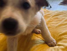 Щенки , 3 месяца 