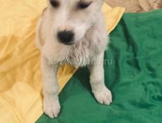 Щенки , 2 месяца . 