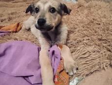 Щенки , 3 месяца 