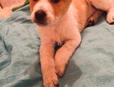 Щенки , 2 месяца . 