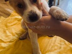 Щенки , 3 месяца 