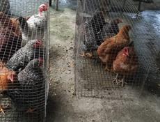 Продаю молодые куры разных пород