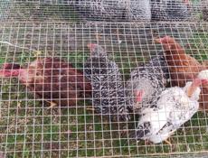 Продаю молодые куры разных пород