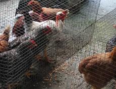 Продаю молодые куры разных пород