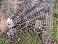 Продаю молодые куры разных пород