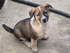 Отдам  щенка немецкой овчарки