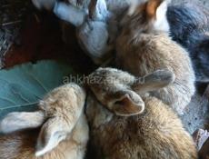 Продаются кролики 