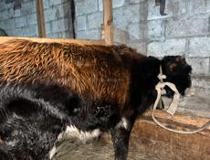 Продается телка 50-60 кг