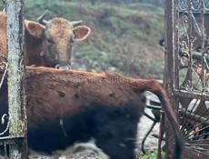 Продается телка 50-60 кг