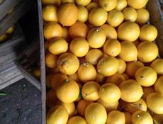 Лимоны. Апельсины