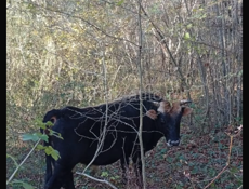 Бык 170-200 кг за 1кг 600₽