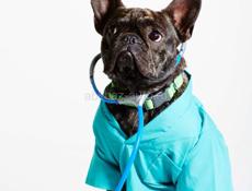 Администратор в ветеринарную клинику 