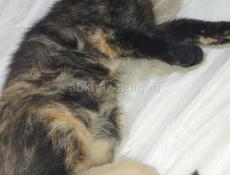 Отдам котят