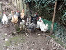 Продаются куры домашние живые и чищеные доставка есть везде 