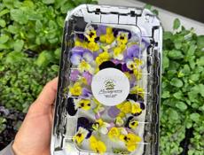 Микрозелень