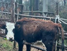 Телка 50-60 кг срочно 