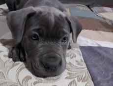 Кане корсо девочка 