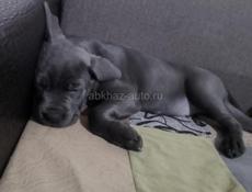 Кане корсо девочка 