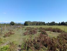 Участок в Дранде,СРОЧНО 3,5 ГЕКТАРА 