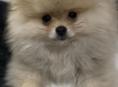 Щенки померанский шпиц