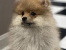 Щенки померанский шпиц