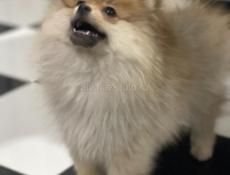 Щенки померанский шпиц