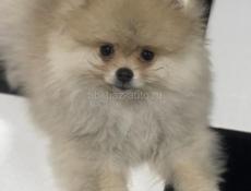 Щенки померанский шпиц