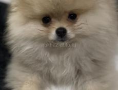 Щенки померанский шпиц