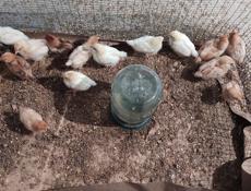 Продаю цыплят разных пород, им 3 недели 