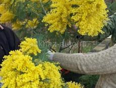 Заказ принимаю на мимозу до 4марта любои объём, готовый в ящик будет лежать чисти 6 килограмм, цена 1700 руб 