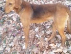 Пропали в дурипшах