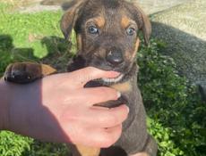 Щенки ищут дом 🥹