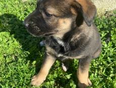 Щенки ищут дом 🥹