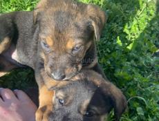 Щенки ищут дом 🥹