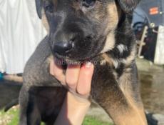 Щенки ищут дом 🥹