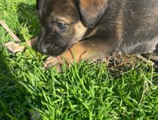 Щенки ищут дом 🥹