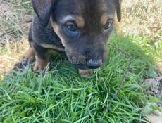 Щенки ищут дом 🥹