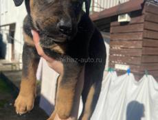 Щенки ищут дом 🥹