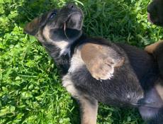 Щенки ищут дом 🥹