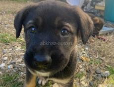 Щенки ищут дом 🥹