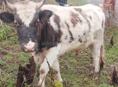 Продаётся бык маладои 120килог