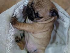 Французики 