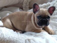 Французики 