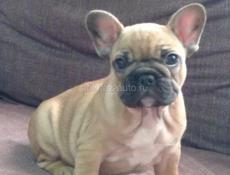 Французики 