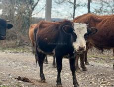 Телка 50-60 кг 