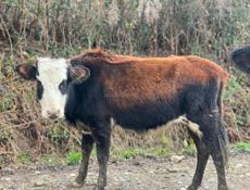 Телка 50-60 кг 