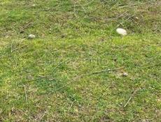 Продаю участок в аэропорту Сухум 