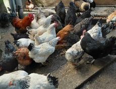 ПРОДАЮТСЯ КУРЫ!!