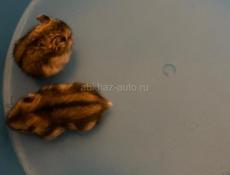 Джунгарские хомячки