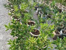 Продаются саженцы 